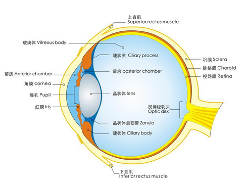 人眼构造